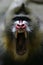 Mandrill