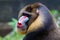 Mandrill