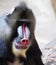 Mandrill