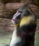 Mandrill