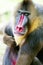 Mandrill alpha male monkey