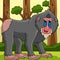 Mandrill Animal Colored Cartoon Illustration