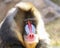 Mandrill Baboon - Closeup Portrait