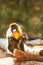 Mandrill Baboon Looking At Camera Scratching