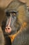 Mandrill colorful face in detail look