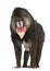 Mandrill, Mandrillus sphinx, 22 years old