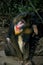 MANDRILL mandrillus sphinx, MALE SCRATCHING ITS HEAD WITH FIND FOOT