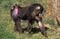 Mandrill, mandrillus sphinx, Male standing on Grass