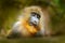 Mandrill, Mandrillus sphinx, sitting on tree branch in dark tropical forest. Animal in nature habitat, in forest. Detail portrait