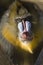 Mandrill monkey portrait