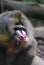 Mandrill Monkey with Sharp Teeth with His Mouth Open