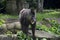 Mandrill monkey in Singapore zoo.