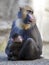 Mandrill mother with her baby