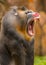 mandrill opens its mouth wide showing sharp canine teeth