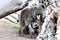 Mandrill at the Phoenix Zoo located in Phoenix, Arizona in the United States