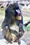 Mandrill at the Phoenix Zoo located in Phoenix, Arizona in the United States