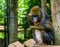 Mandrill scratching its head, funny baboon thinking, tropical primate specie from Africa