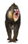 Mandrill shouting, Mandrillus sphinx