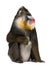 Mandrill sitting, Mandrillus sphinx