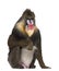 Mandrill sitting, Mandrillus sphinx