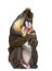 Mandrill sitting, Mandrillus sphinx