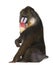 Mandrill sitting, Mandrillus sphinx