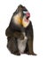 Mandrill sitting and shouting