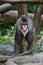 Mandrill standing