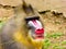 Mandrill staring