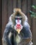 Mandrill wild monkey staring sitting