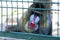 Mandrill in zoo cage