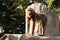 A Mandrillus sphinx standing on top of a rock and looking at camera. He is very noble monkey. Monkey has beautiful colourful face