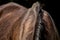 Mane detail on brown horse back