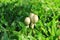 Mane Three of White Oval Shape Shaggy Mane Mushrooms Growing on the Backyard`s Lawn