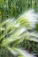 The maned barley (Latin name Hordeum jubatum)