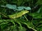 Maned forest lizard in evergreen rainforest