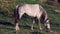 A maned male horse is grazing in the pasture on the farm