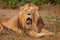 Maned male lion, with yellow amber eyes resembling a king, imposingly relaxes, wiping its wide red mouth