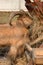 Maned ram eats hay, an animal in the zoo.