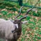 The maned ram eats hay, animal in the zoo, large rounded horns of a ram.