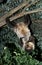 Maned Three Toed Sloth, bradypus torquatus, Adult hanging from Branch, Pantanal in Brazil