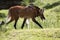 Maned wolf