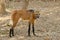 Maned wolf