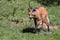 Maned wolf