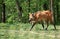 Maned Wolf