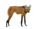 Maned wolf