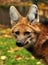 Maned wolf