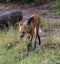 Maned Wolf (Chrysocyon brachyurus)