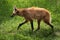 Maned wolf (Chrysocyon brachyurus).