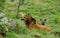 MANED WOLF chrysocyon brachyurus, FEMALE LAYING DOWN IN GRASS WITH YOUNG